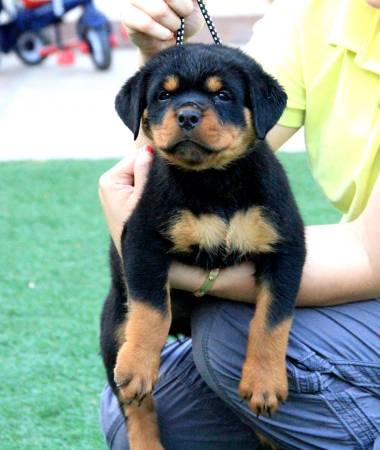 Male &amp; Female AKC German Rottweiler Pups For Rehom