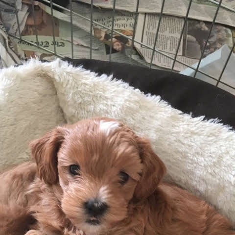 Gorgeous apricot maltipoo for re homing