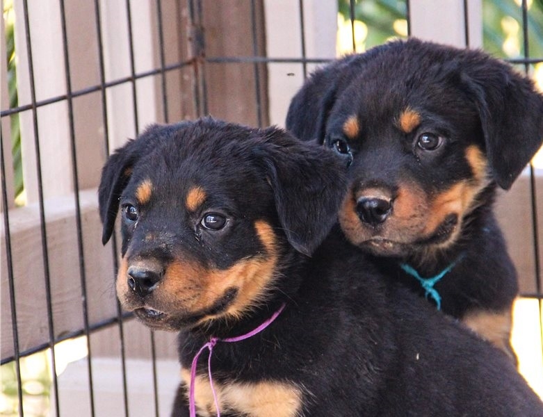 pedigree rottweiler puppies
