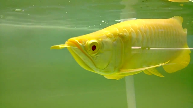 golden Arowana