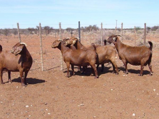 Kalahari red meat goats for sale
